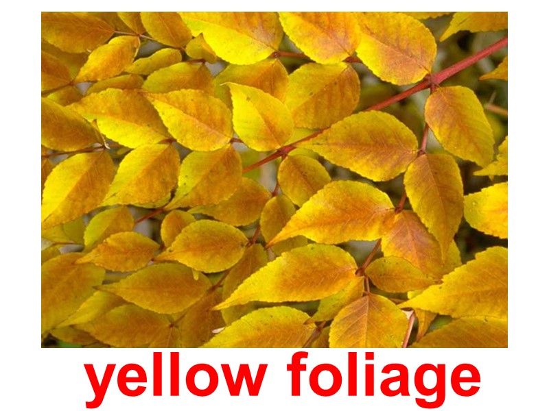 yellow foliage